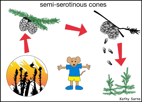 Cycle of semi-serotinous spruce cones from burning forest to new sapling